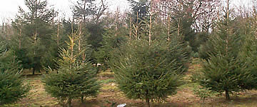 Christmas Trees