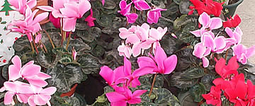 Cyclamen