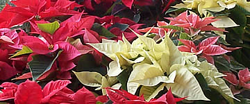 Poinsettias