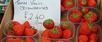 Tamar valley Strawberries